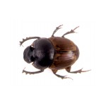 Digitonthophagus gazella male