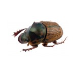 Onthophagus obliquus flipped