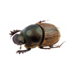 Onthophagus obliquus female