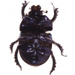 Geotrupes spiniger ventral